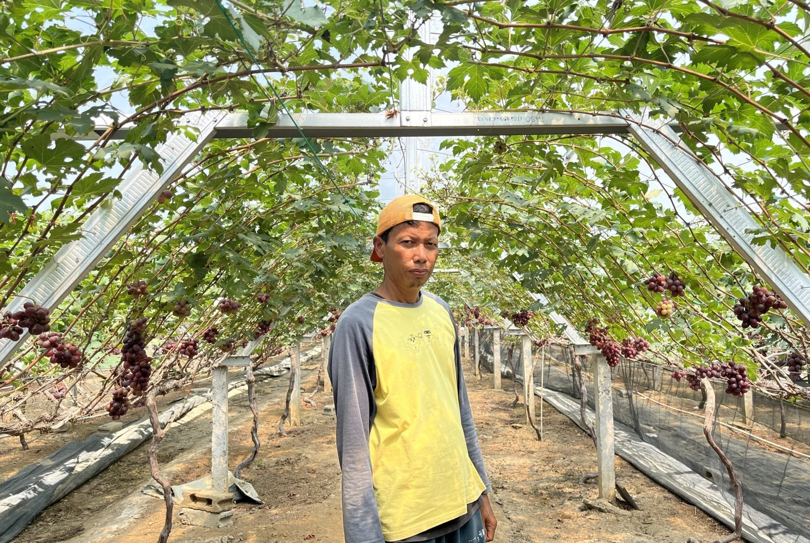 EQOZ MEDIA Agro Wisata Kebun Anggur Duyu Bangkit Capai Omset Rp 70 Juta Sekali Panen FOTO Retno scaled 1